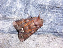 Ceramicia pisi (Erbseneule) / NOCTUIDAE (Eulen)