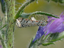 Utetheisa pulchella (Punktbär (dasselbe Weibchen bei der Eiablage) / F Provence, Avignon, Rhônekanal 21 m, 12. 05. 2012