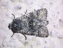 Polymixis xanthomista (Blaugraue Steineule) / NOCTUIDAE (Eulen)