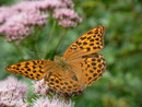Argynnis paphia (Kaisermantel, Weibchen) / CH BE Hasliberg 1070 m,  13. 08. 2013