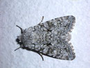 Antitype chi (Chi-Eule) / NOCTUIDAE (Eulen)