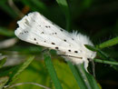 Spilosoma lubricipeda (Weisse Tigermotte) / CH BL Waldenburg Jurahöhen 534 m, 08. 05. 2011