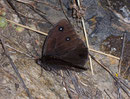 Satyrus ferula (Männchen) / CH VS Schallberg 1316 m, 11. 07. 2008