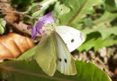 Pieris rapae (Kleiner Kohlweissling, Weibchen) / CH BE Hasliberg 1050 m, 30. 10. 2005