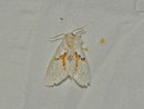 Leucodonta bicoloria (Weisser Zahnspinner) / NOTODONTIDAE (Zahnspinner)