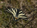 Iphiclides podalirius (Segelfalter) / CH VS Gampel, Bratsch 840 m, 14. 04. 2021