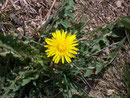 Taraxacum officinale (Löwenzahn) / Asteraceae