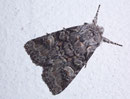 Brachylomia vinimalis (Korbweideneule) / NOCTUIDAE (Eulen)