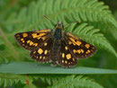 Carterocephalus palaemon (Gelbwürfeliger Dickkopffalter)