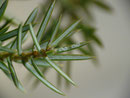 Eupithecia pusillata (Freilandfund an Nadel von Juniperus communis. Die Eier können im Winter oder Frühling gefunden werden.)