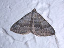 Scotopteryx bipunctaria (Zweipunkt-Wellenstriemenspanner) / GEOMETRIDAE/Larentiinae (Spanner)