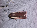 Ochropleura plecta (Hellrandige Erdeule) / NOCTUIDAE (Eulen)