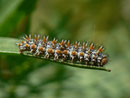 Melitaea didyma (Roter Scheckenfalter) / Frankreich, Avignon, Rhônekanal 21 m, 12. 05. 2012
