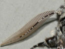 Biston strataria (Pappel-Dickleibspanner) Männchen