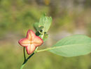 Euonymus europaeus (Gew. Pfaffenhütchen) CELASTRACEAE 