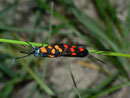Zygaena transalpina curtisi TREMEWAN, 1961 (Hufeisenklee-Widderchen) / Frankreich, Loriol-sur-Drôme, Le Pouzin, 81 m, 12. 05. 2012