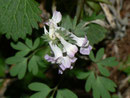 Corydalis cava (Hohler Lerchensporn) / Fumariaceae