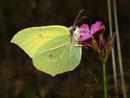 Gonepteryx rhamni (Zitronenfalter) / PIERIDAE/Coliadinae (Weisslinge, Gelblinge)