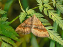 Scotopteryx chenopodiata (Braungebänderter Linienspanner) / CH BE Hasliberg 1230 m, 28. 07. 2013