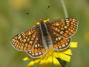 Euphydryas aurinia (Skabiosen-Scheckenfalter, Weibchen) / CH VD La Comballaz Grand Joux 1545 m, 04. 06. 2015