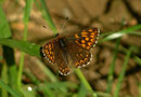 Hamearis lucina (Schlüsselblumen-Würfelfalter)  / LYCAENIDAE/Riodininae (Bläulinge)