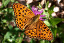Argynnis adippe (Märzveilchenfalter, Männchen) / NYMPHALIDAE/Heliconiinae (Edelfalter)