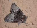 Pantheidae
