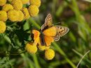 Lycaena virgaureae (Dukatenfalter, Männchen und Weibchen) / CH VS Saas Almagell, Uferweg 1671 m, 30. 08. 2019