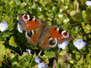 Aglais io (Tagpfauenauge) / CH BE La Neuveville 500 m, 18. 03. 2016
