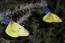 Colias hyale (Goldene Acht) / CH BE Hasliberg 1150 m, 10. 09. 2006