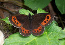 Erebia ligea (Weissbindiger Mohrenfalter, Weibchen) / NYMPHALIDAE/Tr. Erebiini (Edelfalter)