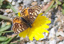 Melitaea didyma (Roter Scheckenfalter, Weibchen) / Italien Aostatal Valpelline Alp Chamen, 10. 08. 2005