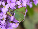 Callophrys rubi (Brombeer-Zipfelfalter) / CH BE Hasliberg 1050 m, 02. 04. 2014