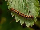 Lasiocampa quercus (Eichenspinner / CH BE Hasliberg 1050 m, 03. 09. 2014