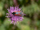 Zygaena exulans (Hochalpen-Widderchen) / CH VS Saastal, Saas Almagell Moosgufer 2180 m, 21. 08. 2013