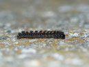 Eilema complana (Gewöhnlicher Flechtenbar) / CH BE Hasliberg 1050 m, 03. 05. 2013