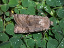 Agrotis cinerea (Aschgraue Erdeule) / NOCTUIDAE (Eulen)