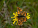 Euphydryas aurinia aurinia (Skabiosen-Scheckenfalter, Männchen) / CH OW Giswil Usser Allmend 483 m, 08. 05. 2014