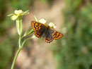 Hamearis lucina (Frühlings-Scheckenfalter) / CH BE Hasliberg 1050 m, 11. 05. 2017 (Zuchtfalter)