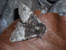 Colocasia corylii (Haseleule) / NOCTUIDAE/Pantheinae (Eulen)