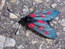 Zygaena lonicera (Grosses Fünffleckwidderchen) / ZYGAENIDAE (Widderchen, Blutströpfchen)