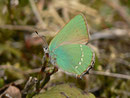Callophrys rubi (Brombeer-Zipfelfalter) / CH BE Hasliberg 1050 m, 01. 05. 2013