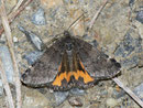 Boudinotiana notha (Auen-Jungfernkind, Männchen) / GEOMETRIDAE/Archiearinae (Spanner)