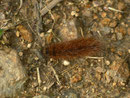 Phragmatobia fuliginosa (Zimtbär) / CH VS Ulrichen 1400 m, 11. 10. 2006