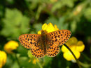 Boloria euphrosyne (Veilchen-Perlmuttfalter) / CH BE Hasliberg 1070 m, 12. 06. 2013