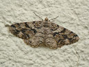Peribatodes secundaria (Nadelholz-Rindenspanner, Weibchen) / CH BE Hasliberg 1050 m, 23. 07. 2013