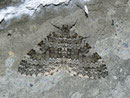 Entephria caesiata (Veränderlicher Gebirgs-Blattspanner) / GEOMETRIDAE/Larentiinae (Spanner)