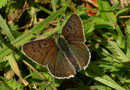 Lycaena tityrus (Brauner Feuerfalter, Männchen) / CH BE Hasliberg, 03. 06. 2006