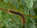 Malacosoma alpicola (Alpiner Ringelspinner) / CH BE Hasliberg 1050 m, 25. 05. 2014