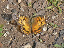 Vanessa virginiensis / Spanien, Kan. Inseln, La Gomera, San Sebastian, La Cabezada 200 m, 11. 01. 2013